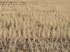 winter-rice-field_thumb.jpg