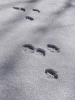 footprint_thumb.jpg